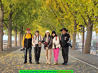 ♧아산곡교천은행나무 ,외..