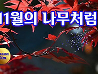 11월의 나무처럼 / 이해인