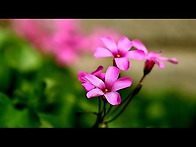 사랑하게 하소서/윤보영