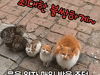 01. 길냥이 가족 ..