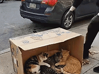 10. 길냥이 집을 ..
