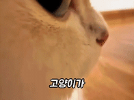 11. 냥이가 집사를..