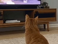 10. 냥이 시청을 ..