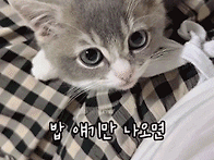 10. 알아 듣는지 ..