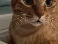 09. 냥이와 함께한..