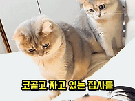 06. 잠든 집사가 ..