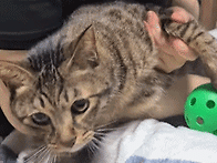 06. 공놀이 중에 ..