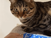 11. 순진한 냥이 ..