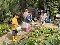 텃밭_ 쪽파심기 ,물주기