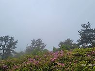 보성일림산