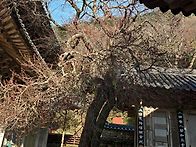 바람에 날려버린 화음사 ..