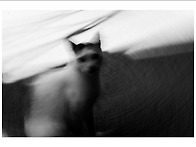 길냥이