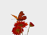 꿀과 향기를 따라서