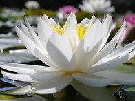 수련