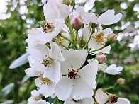 늘푸른공원 찔레꽃(2505..