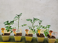 🍅 작은 손으..