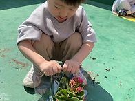 모종심기 - 카랑코에