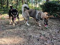 차돌이 가을산행