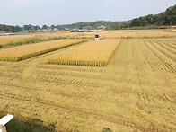 막바지 추수 합니다