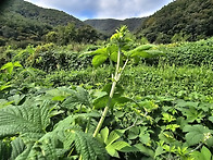 고혈압 관리에는 율초가 ..