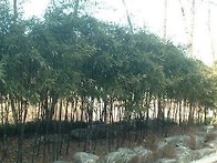 오죽, 동백, 설구화