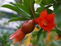 석류, 모과, 오디