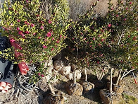 애기동백, 호랑가시나무,..