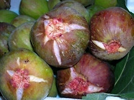 블랙베리, 홍가시, 무화과