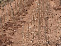 삼월의 끝자락!