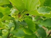 하베스트 헤이즐넛 열매