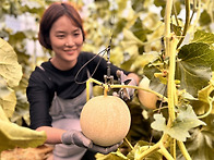 인제 대표 농특산물,‘꿀찬..
