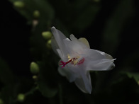 게발선인장