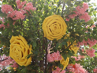 2026-05-30(토)전남 곡성..