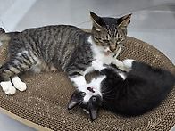 관음이와 해탈이