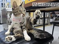 관음이
