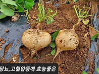 세이잠 "앞선 기회입니다"