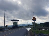달성군 이팝나무2
