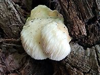 2025 09 27 인제 개인산