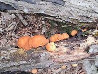 2025 10 09 춘천 용화산