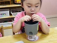 [과학놀이] 콩나물 기르기..