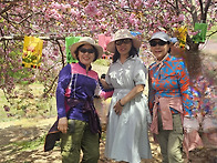 문수사 겹벚꽃 보정 사진 ..