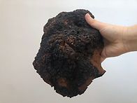 당뇨병의 근본 원인에 대한..