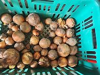6월 감자 양파수확