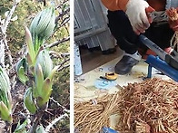 엄나무묘목 예약,판매중