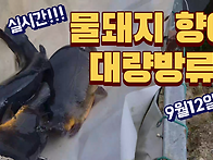 [실시간]물돼지 ..