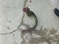 ▥▥ 남창낚시터 ..