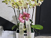 #대전서구난배달 #대전난배..