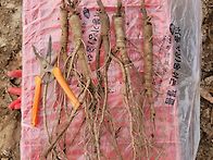 담금주용 생 감초뿌리 판매