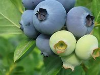 올해도 좋은열매 대과