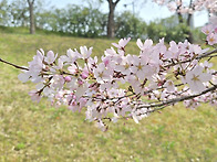 수완호수공원 벚꽃..